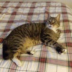 Meet your Posher, Tazon